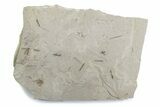 Fossil Insect (Crane Flies & Beetles) Plate - Utah #377172-1